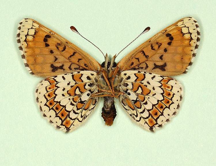 Melitaea cinxia male (aberrant form interligata, verso) (Internet Image property of respective owner, non-commercial use only)
